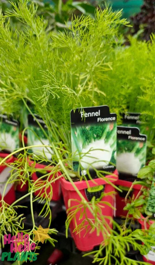 Close-up of flourishing, vibrant green fennel plants in red 4" pots, each labeled "Fennel 'Green' 4," showcased at the garden center.