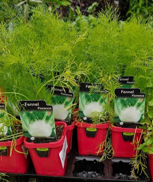 Florence fennel 'Green' plants in vibrant red 4" pots, complete with labels, showcased in a garden center.