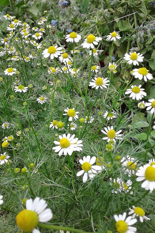 A cluster of Chamomile 'Lawn' 4" Pot flowers blooming amidst green foliage.
