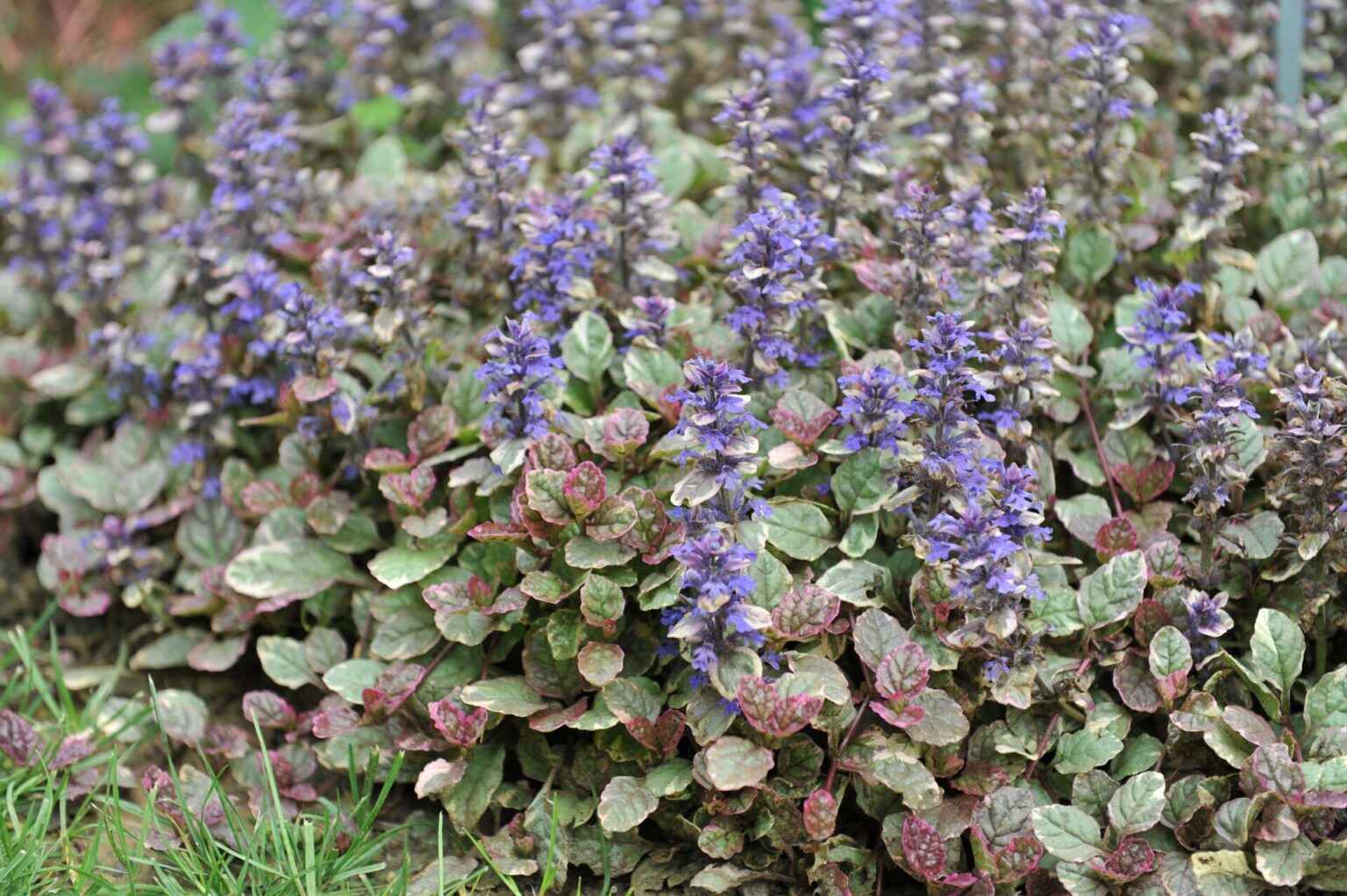 Ajuga 'Burgundy Glow' 6