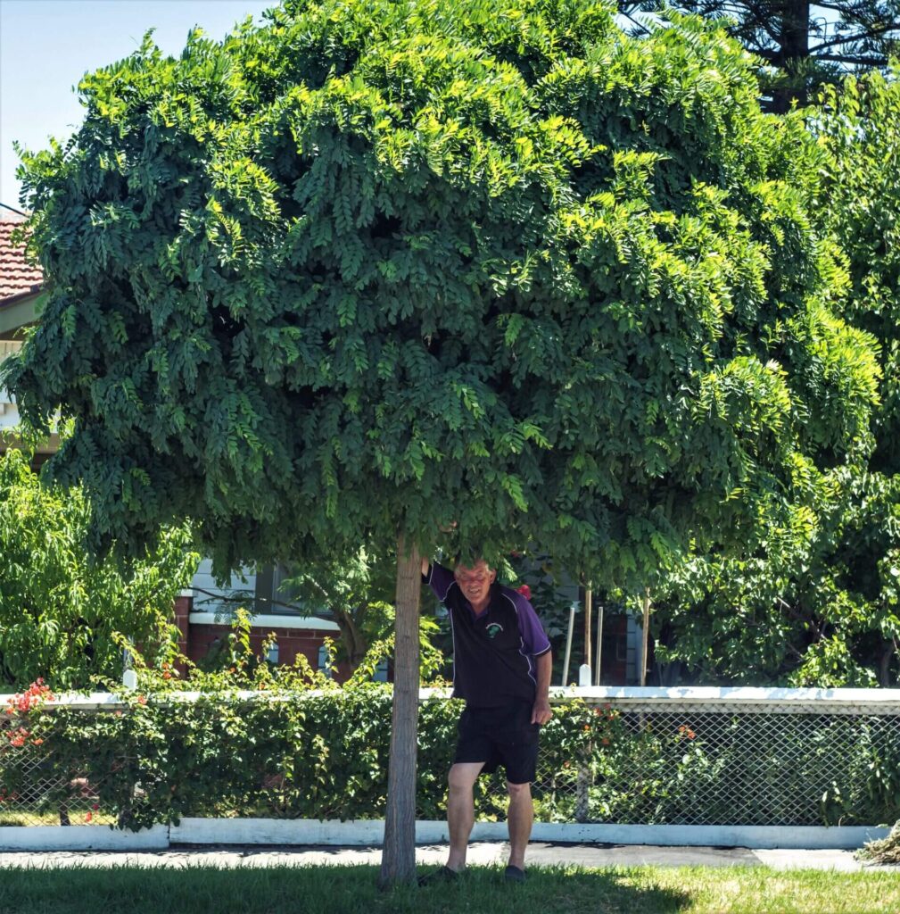 Mop Top   Hello Hello Plants Nursery Melbourne Victoria Australia Robinia Mop Top Chris 1009x1024 