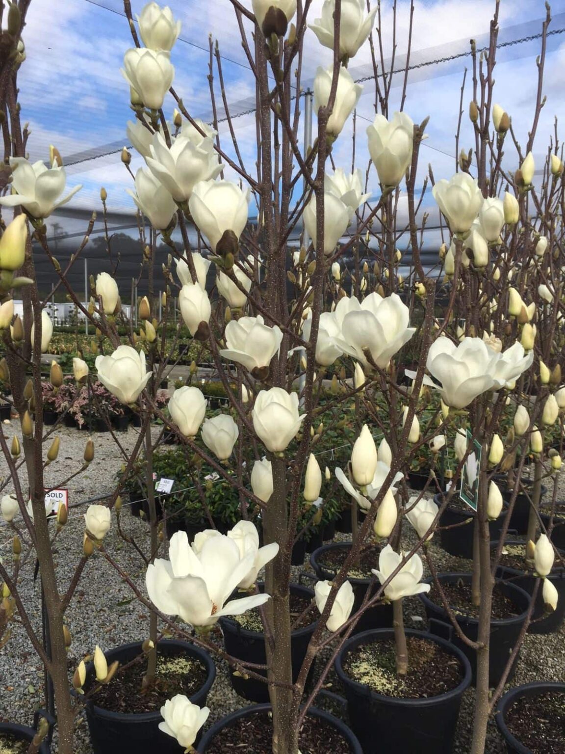 Magnolia 'Yulan' 12