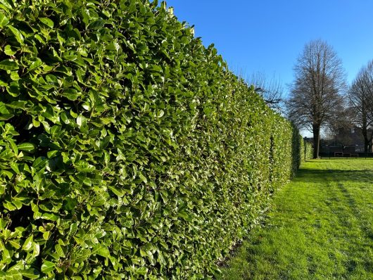 A neatly trimmed Prunus 'Cherry Laurel' 6" Pot hedge extends along a lawn under a clear blue sky, with leafless trees visible in the background.