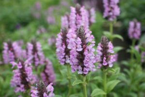 Nepeta 'Pink Cat' @ Hello Hello Plants