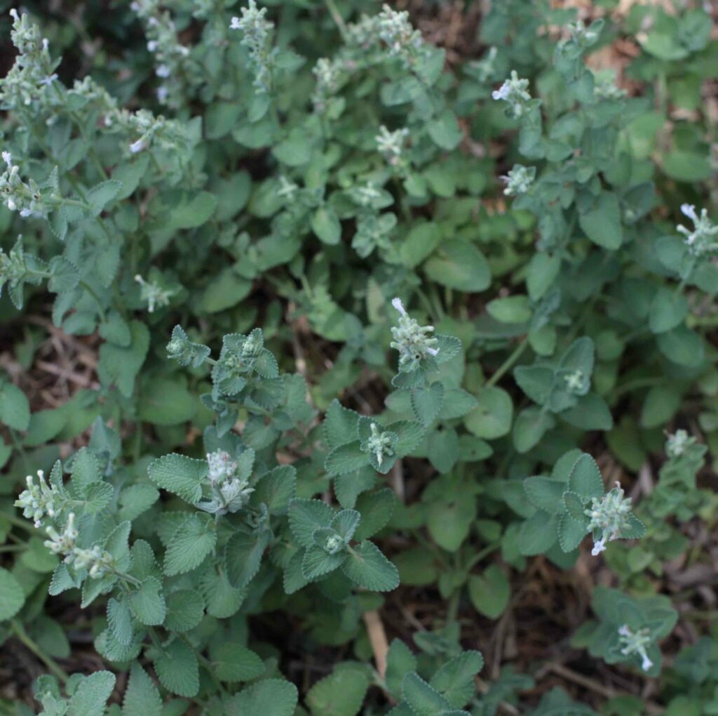 Nepeta White Catmint Hello Hello Plants