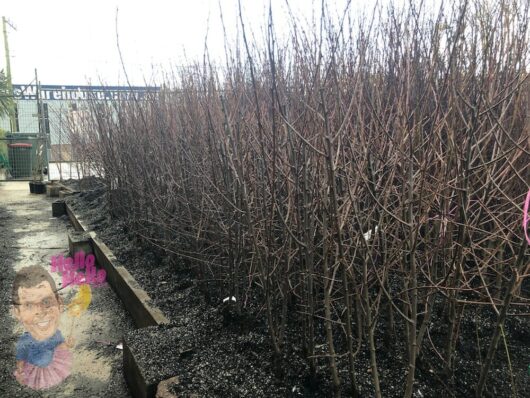 Plum Trees 3ft Bare Rooted @ Hello Hello Plants