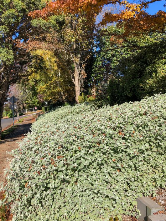 A dense hedge with small, greenish-white leaves lining a sidewalk is complemented by taller trees with autumn foliage visible in the background. The subtle fragrance of Helichrysum 'Licorice' hints at the presence of helichrysum plants nearby.
