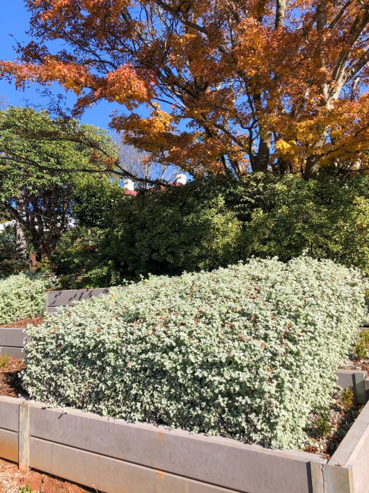 A landscaped area with a large Helichrysum 'Licorice' in the foreground, colorful autumn trees in the background, and a clear blue sky above.