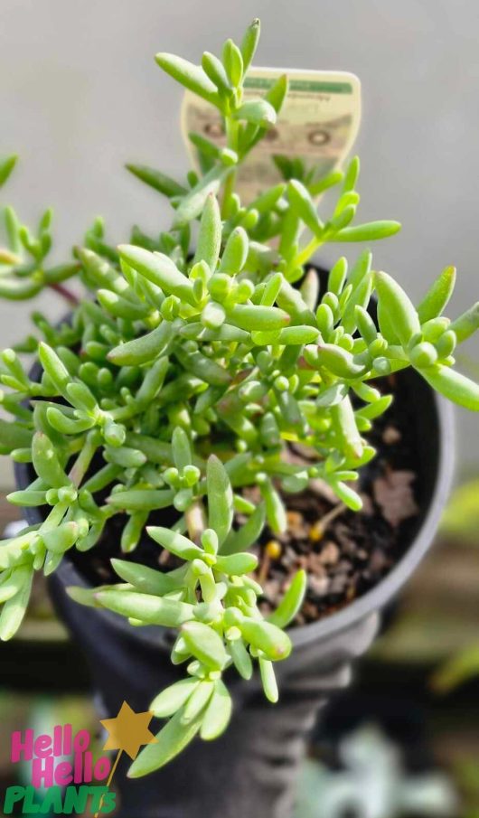 A charming Mesembryanthemum 'Pink' Pig Face succulent plant, featuring green, finger-like leaves, is nestled adorably in a 6" pot, with a plant tag in the background.