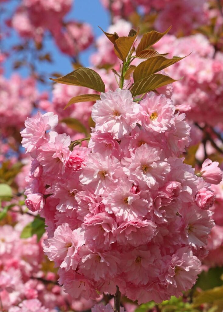 Prunus roseoplena 'Pink Flowering Peach' 10