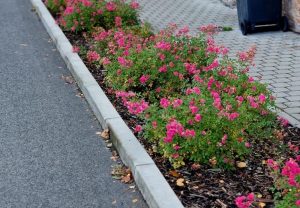 A row of small pink flowering bushes, resembling delicate roses in a Rose 'Our Rosy Carpet' Ground Cover 8" Pot, is planted along the edge of a road next to a sidewalk.