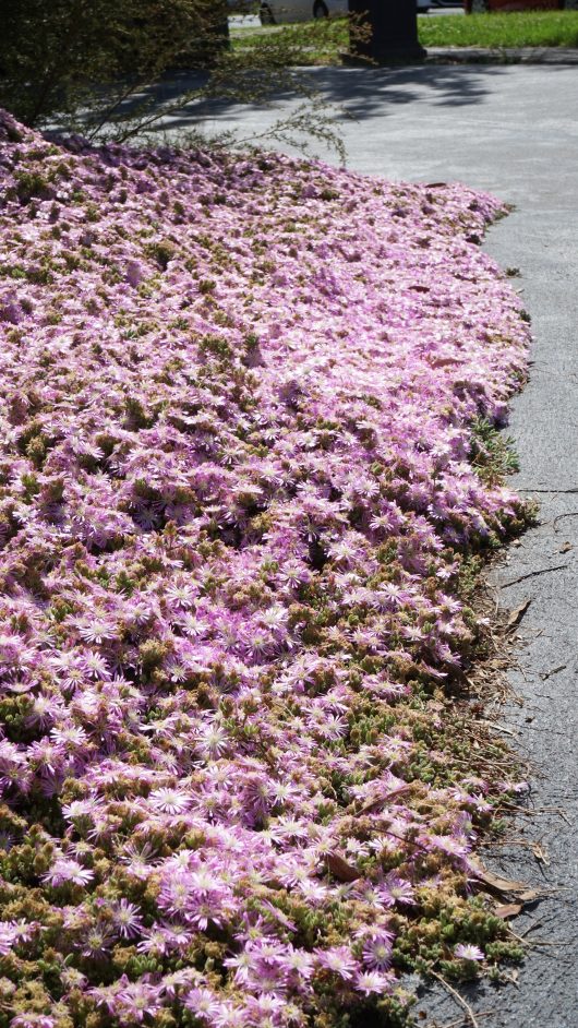 A lush display of Mesembryanthemum 'Pink' Pig Face blooms lines the edge of a paved path, with sunlight casting playful shadows.