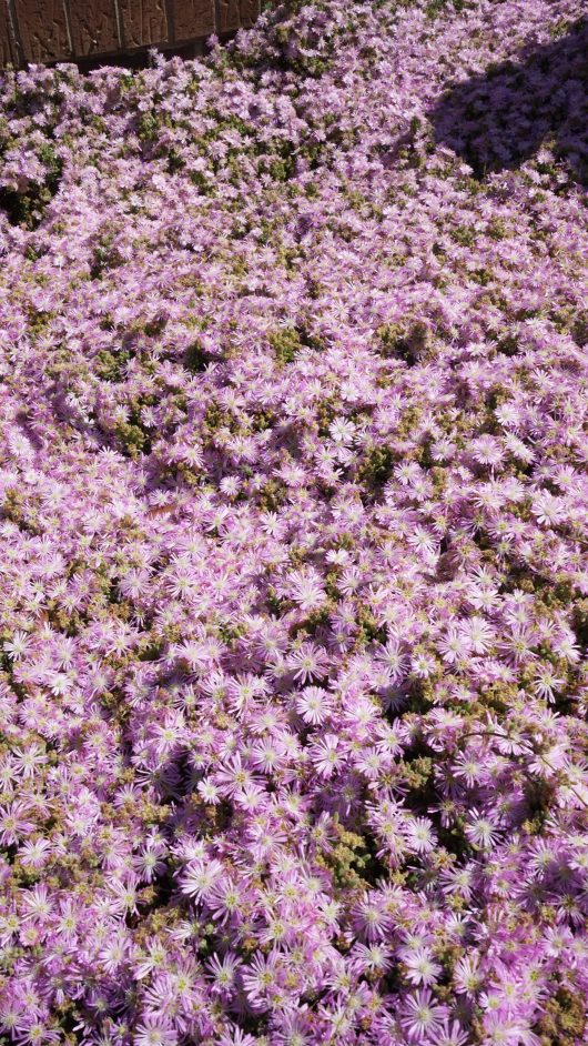 A lush expanse of small, pink flowers from the Mesembryanthemum 'Pink' Pig Face 6" Pot blooms abundantly, showcasing the vibrant beauty typical of Mesembryanthemum.