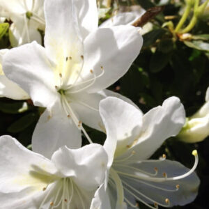 Azalea 'Mrs Kint White' @ Hello Hello Plants