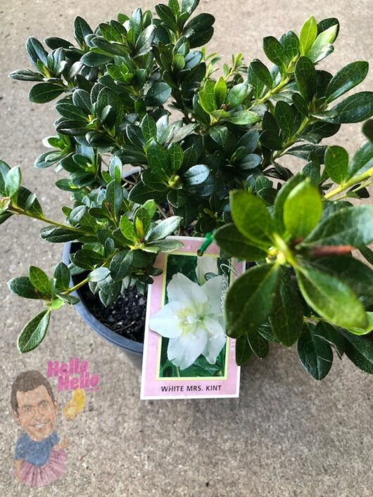 A potted plant labeled "Azalea 'Mrs Kint White' 8" Pot" with a small white flower blooming at its base.