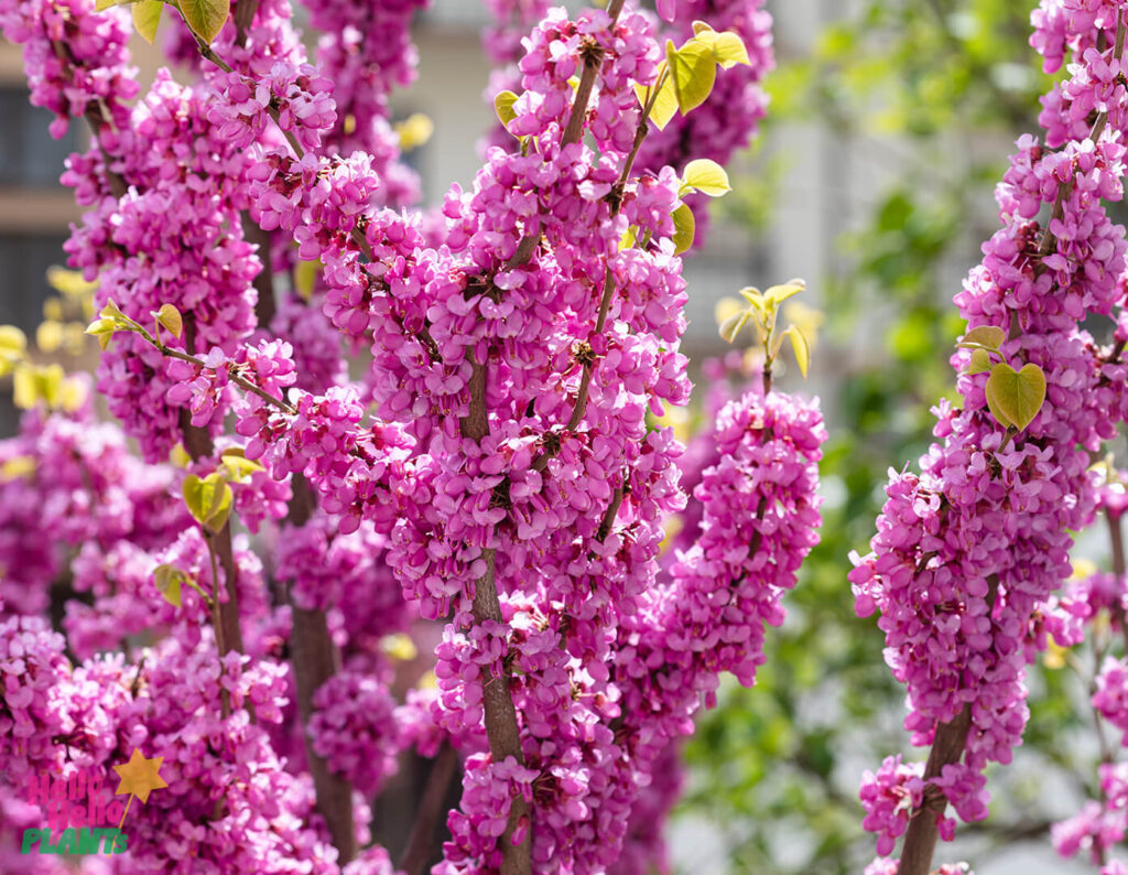 Cercis 'Avondale' Redbud 13