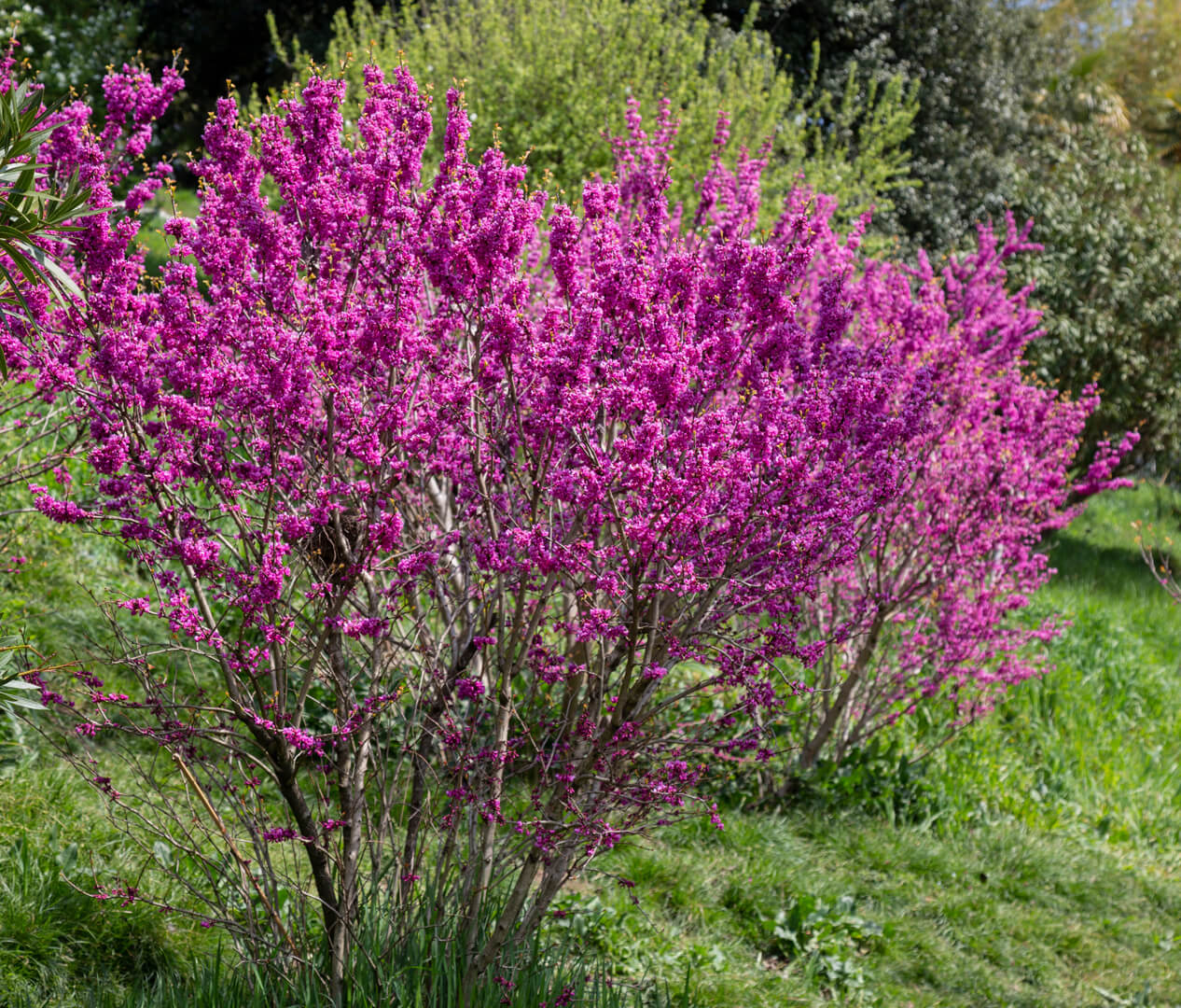 Cercis 'Avondale' Redbud 13