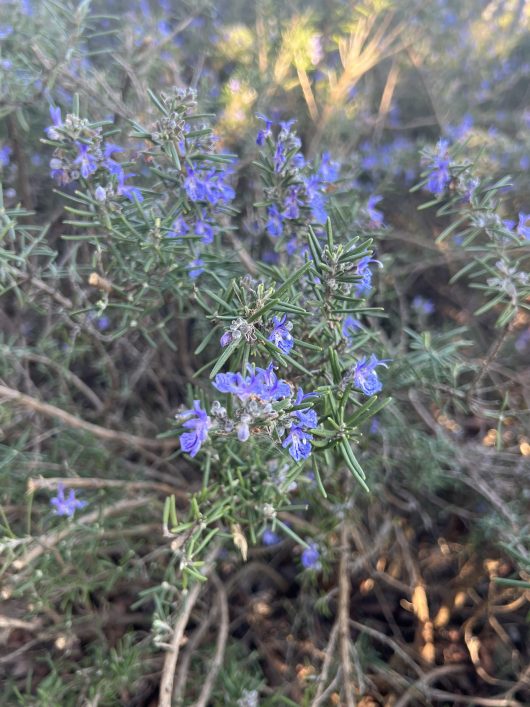 Close-up of the Rosmarinus 'Blue Lagoon' Rosemary in an 8" pot, showcasing its small purple flowers amid lush green needle-like foliage, evoking the serene beauty of a Blue Lagoon.