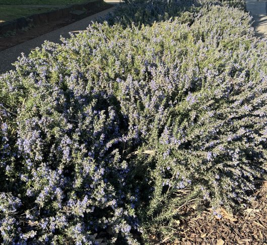 A Rosmarinus 'Blue Lagoon' rosemary, a dense shrub adorned with numerous light purple flowers, is delicately planted near a sidewalk in a sunny outdoor setting and comes in an 8" pot.