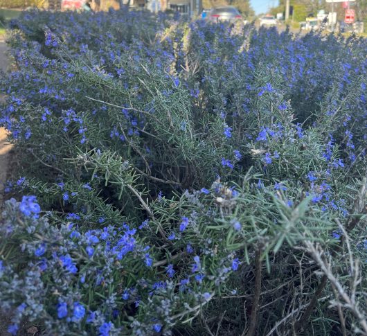 A Rosmarinus 'Blue Lagoon' Rosemary in an 8" pot, featuring small, vibrant purple flowers, grows alongside a street with buildings and cars visible in the background on a sunny day.