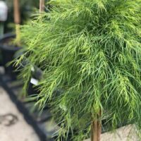 A lush green potted plant with feathery foliage displayed in a garden center.