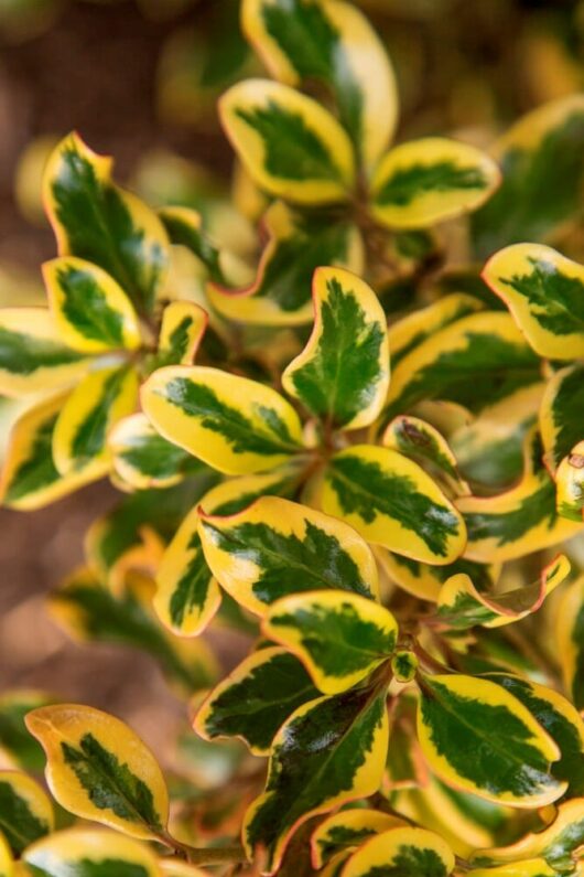 Coprosma 'Golden Star' @ Hello Hello Plants
