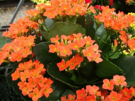 Kalanchoe 'Orange Succulent' 6" Pot - Hello Hello Plants & Garden Supplies