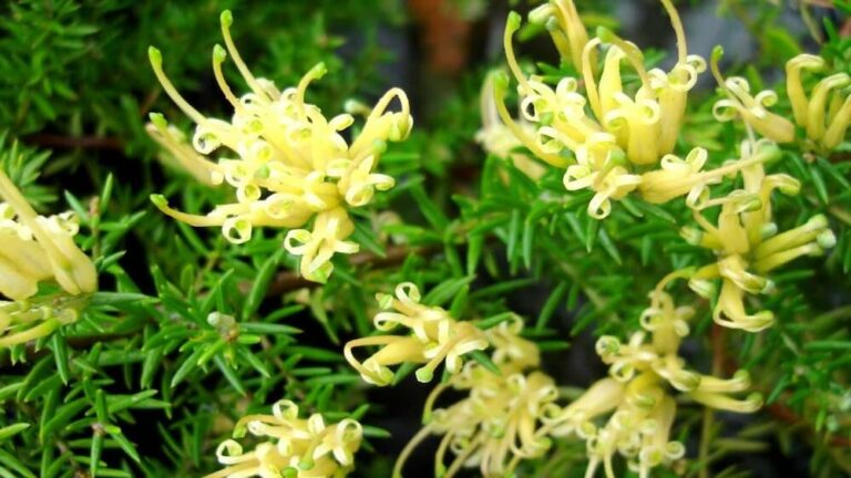 Grevillea 'Prostrate Gold' 8