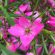 Boronia 'Magenta Stars' 6