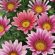 Gazania 'Double Gold™' 6