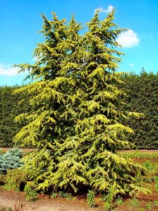 Cedrus 'golden Atlas' Cedar - Hello Hello Plants