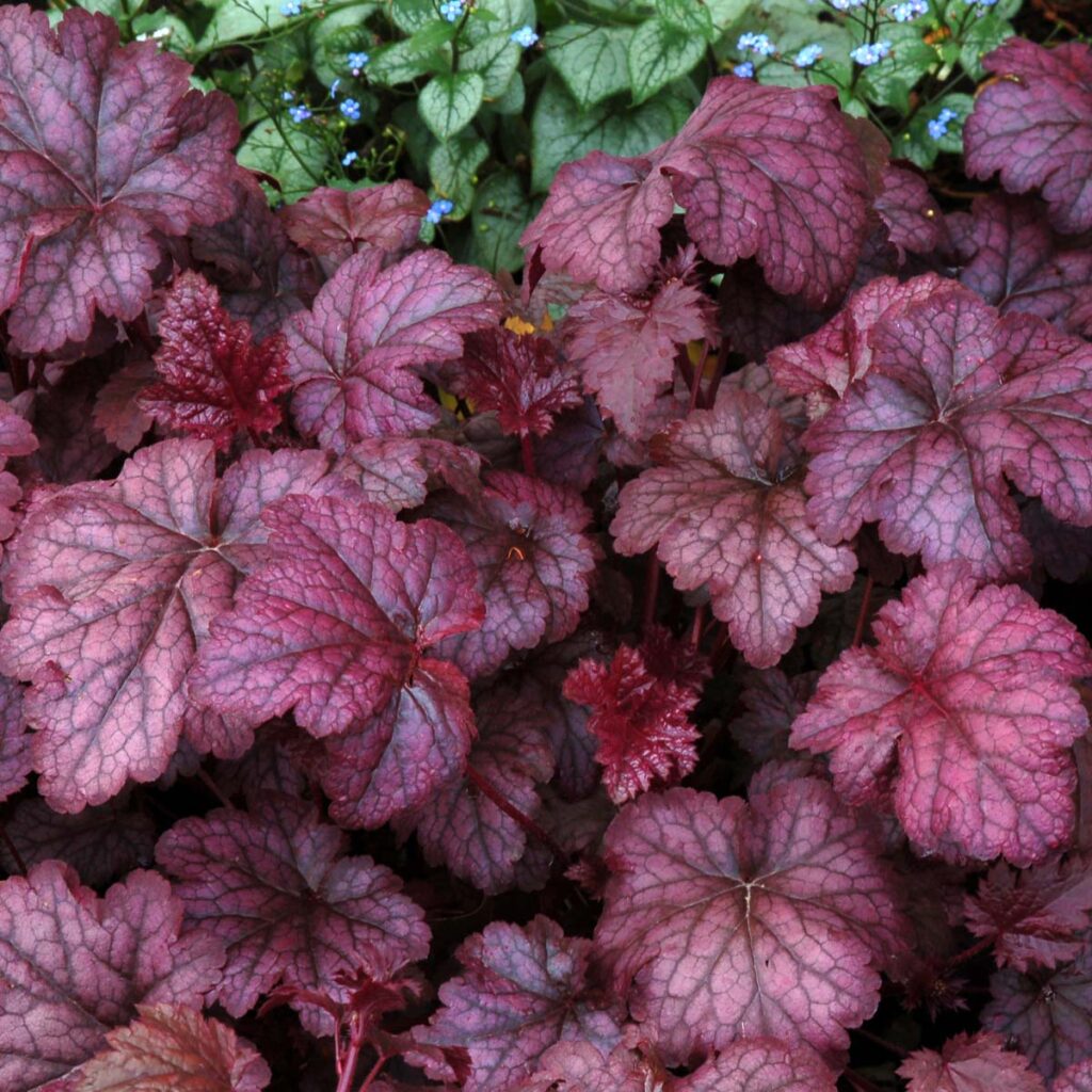 Heuchera 'Amethyst Mist' Coral Bells 6" Pot