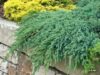 Juniperus 'Blue Carpet' Creeping Conifer - Hello Hello Plants