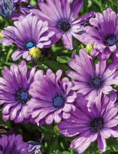 Osteospermum 'Power Pack Blue' African Daisy 6