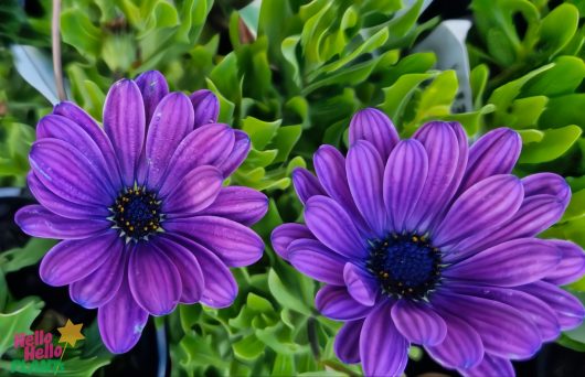 Two Osteospermum 'Power Pack Blue' African Daisies with dark centers flourish amidst lush green leaves in a 6" pot.