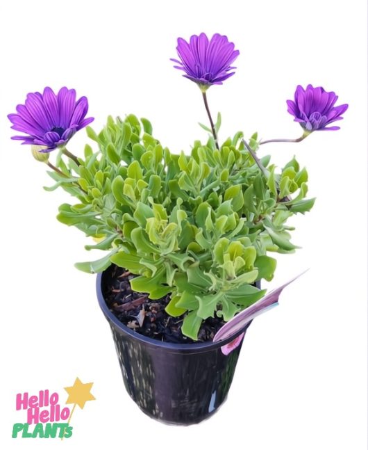 The 6" pot of Osteospermum 'Power Pack Blue' African Daisy features a lush plant with green foliage and three purple daisy-like flowers, perfect for brightening any space with its elegant and vibrant blooms.