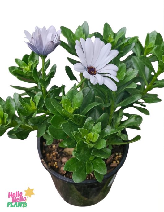 The Osteospermum 'Serenity™ White' African Daisy 6" Pot boasts a vibrant potted plant with lush green leaves and two blooming white flowers.