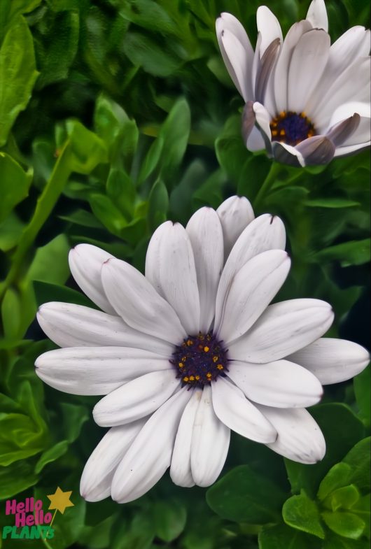 Two Osteospermum 'Serenity™ White' African Daisies with purple centers thrive among green foliage in a 6" pot.