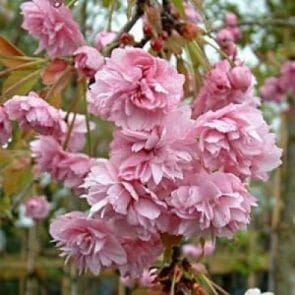 Prunus 'Cheals' Weeping Cherry 1.5m 12