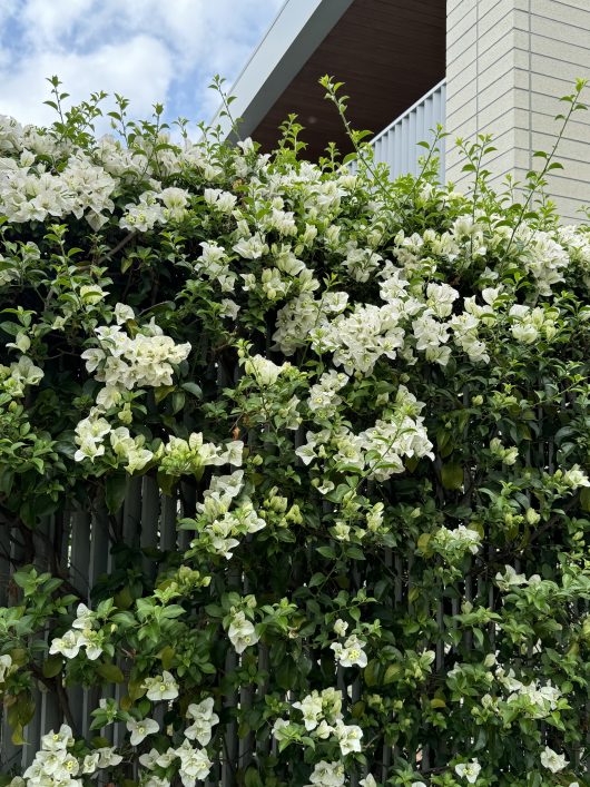 White flowering vines elegantly cascade over a fence in front of a modern building, with vibrant Geranium 'Big Red' from a 6" pot adding bold splashes of color, as if freshly planted.