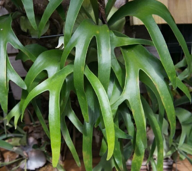 Elkhorn Fern 4