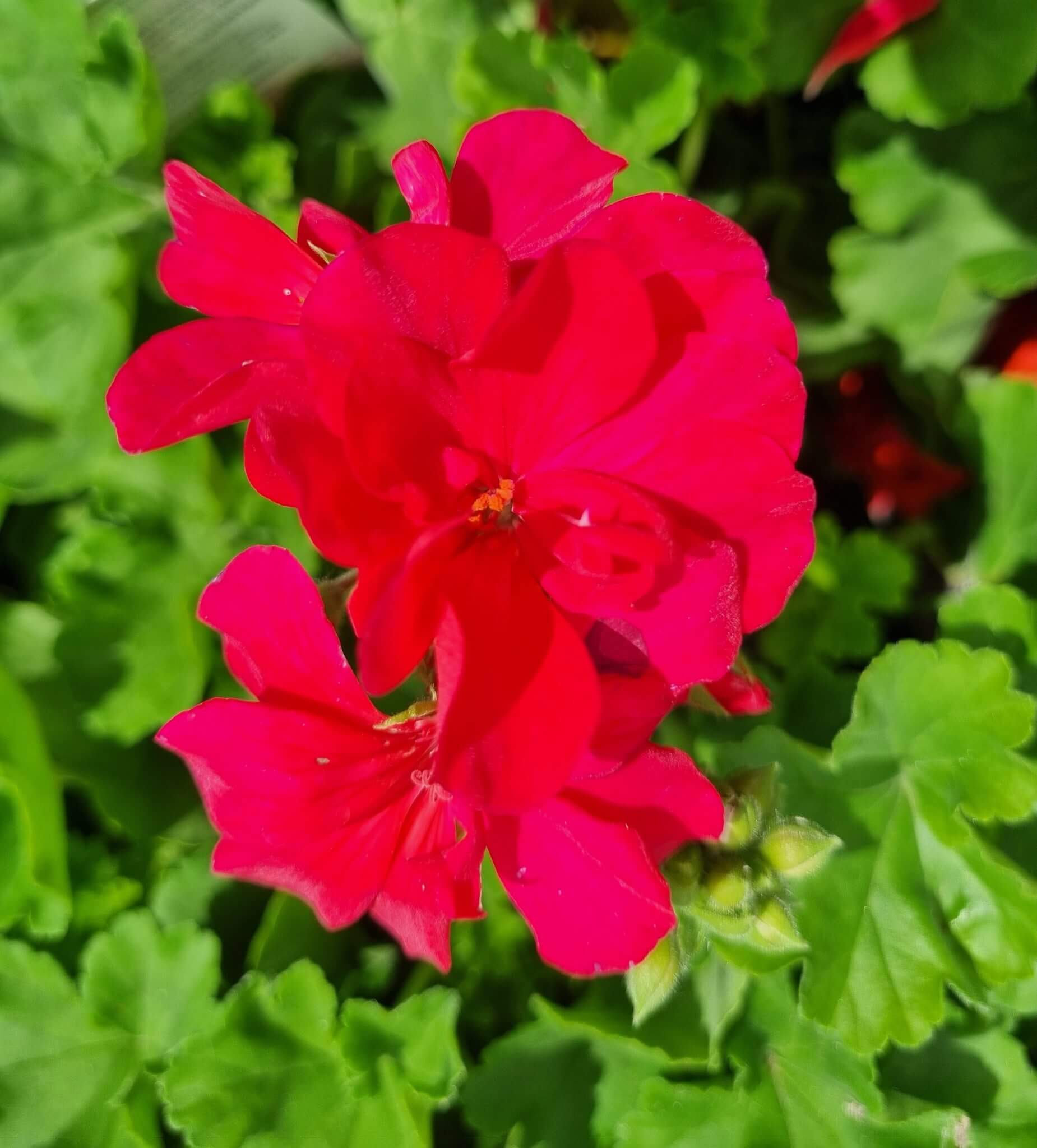 Geranium Big Pink 8 Pot Hello Hello Plants And Garden Supplies 5394