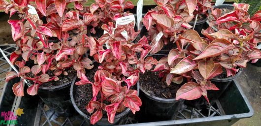 Experience the vivid allure of the Iresine 'Bloodleaf' in a 6" pot, showcasing its stunning red and green variegated foliage. This potted plant is an ideal addition to any decor, infusing your space with a burst of color and creating a vibrant, dynamic atmosphere.