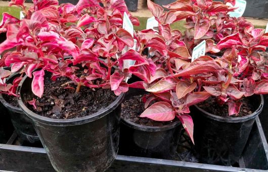 Iresine 'Bloodleaf' plants with vibrant red and pink leaves are placed in black 6" pots, arranged on a tray.