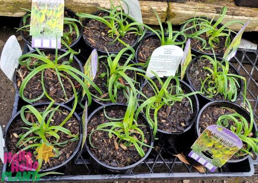 Potted plants with long green leaves are showcased on a tray, each snugly fitting into a 6" pot. Labels proudly display names like "Kniphofia 'Limelight'" and "Amelias Glow," adding to the vibrant scene reminiscent of a serene garden in full bloom.