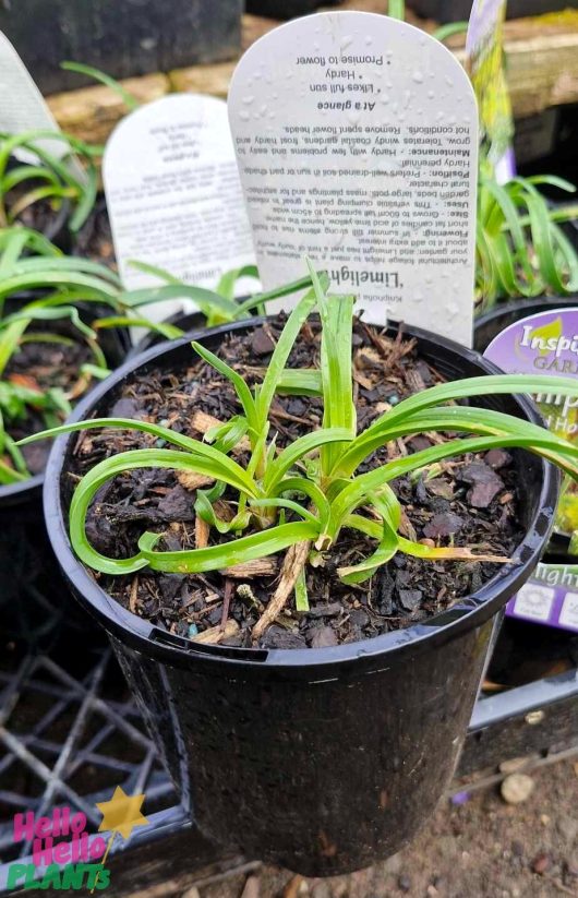 Close-up of a young Kniphofia 'Limelight' plant in a 6" black pot, with lush green leaves sprouting from rich soil. A label with text is subtly visible in the background.