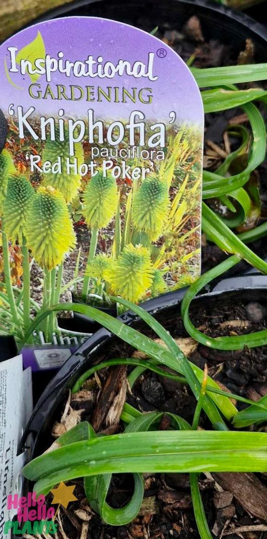 Close-up of a label for a "Kniphofia 'Limelight'" plant among green leaves in a 6" pot, adding the perfect highlight to your garden.