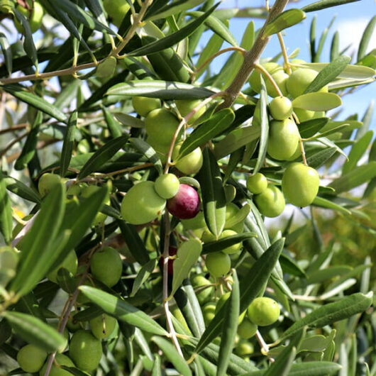 Olea 'Verdale' Olive 6