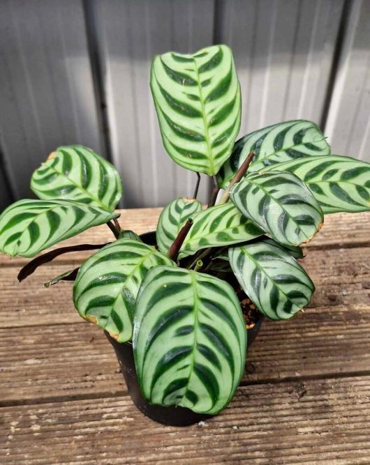 A Calathea 'Zebrina' in a 5" pot graces a wooden surface with its lush green leaves adorned with striking dark green stripes.