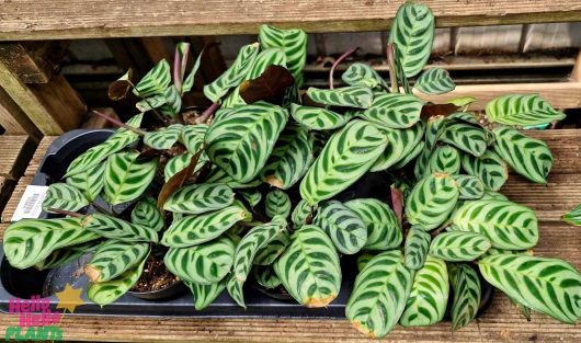 A collection of Calathea 'Zebrina' plants, featuring vibrant green leaves and dark patterns, is displayed in a 5" pot resting on wooden planks.